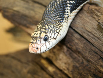 Willkommen auf www.pituophis.de